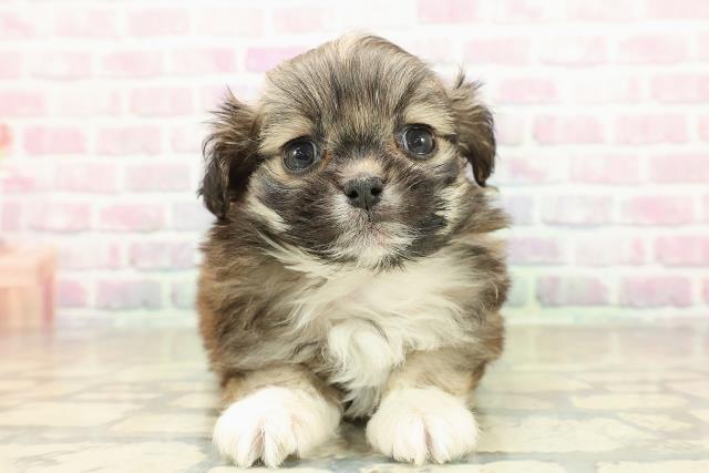 北海道のプーズー/プーシーズ(プードル×シーズー) (Coo&RIKU岩見沢店/2025年10月27日生まれ/女の子/セーブルホワイト)の子犬の1枚目の画像