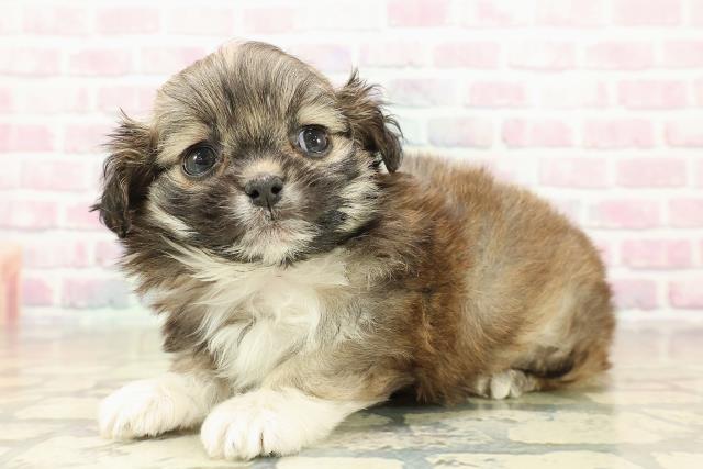 北海道のプーズー/プーシーズ(プードル×シーズー) (Coo&RIKU岩見沢店/2025年10月27日生まれ/女の子/セーブルホワイト)の子犬の2枚目の画像