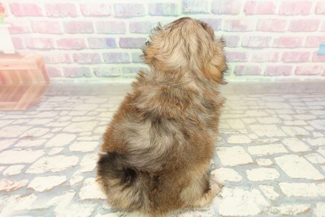 北海道のプーズー/プーシーズ(プードル×シーズー) (Coo&RIKU岩見沢店/2025年10月27日生まれ/女の子/セーブルホワイト)の子犬の4枚目の画像