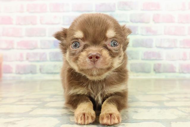 徳島県のチワワ(ロング) (Coo&RIKU徳島店/2025年10月26日生まれ/男の子/チョコレートタンクリーム)の子犬の1枚目の画像