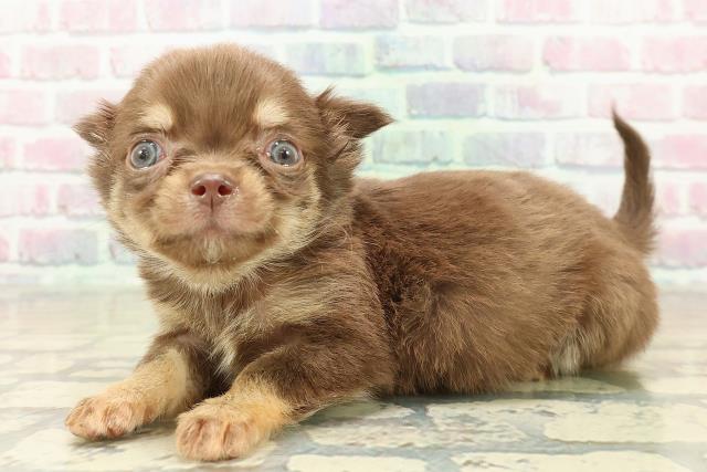 徳島県のチワワ(ロング) (Coo&RIKU徳島店/2025年10月26日生まれ/男の子/チョコレートタンクリーム)の子犬の2枚目の画像