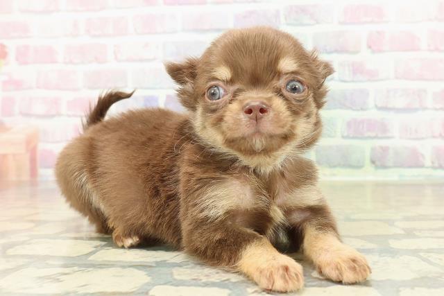 徳島県のチワワ(ロング) (Coo&RIKU徳島店/2025年10月26日生まれ/男の子/チョコレートタンクリーム)の子犬の3枚目の画像