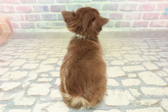 徳島県のチワワ(ロング) (Coo&RIKU徳島店/2025年10月26日生まれ/男の子/チョコレートタンクリーム)の子犬の4枚目の画像