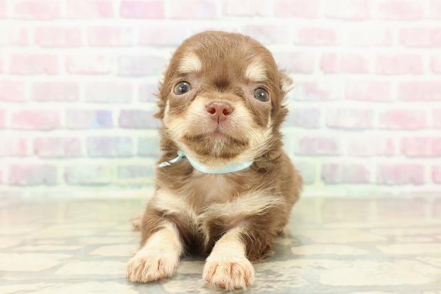 神奈川県のチワワ(ロング) (Coo&RIKU平塚店/2025年10月26日生まれ/男の子/チョコレートタンクリーム)の子犬の1枚目の画像