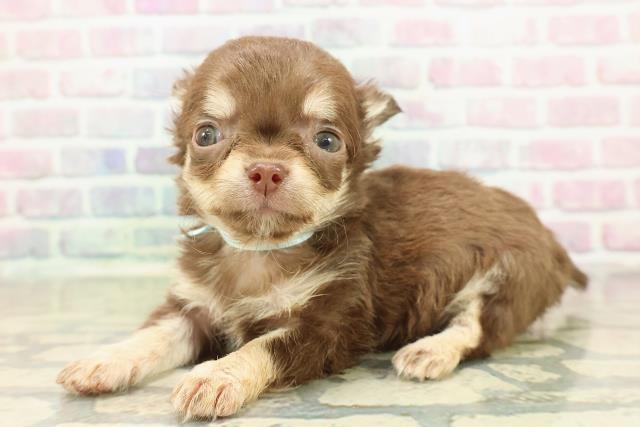 神奈川県のチワワ(ロング) (Coo&RIKU平塚店/2025年10月26日生まれ/男の子/チョコレートタンクリーム)の子犬の2枚目の画像