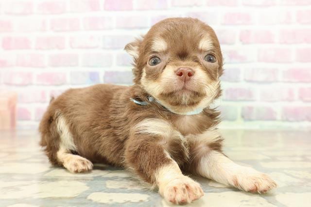 神奈川県のチワワ(ロング) (Coo&RIKU平塚店/2025年10月26日生まれ/男の子/チョコレートタンクリーム)の子犬の3枚目の画像