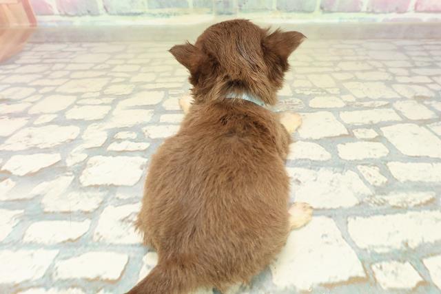 神奈川県のチワワ(ロング) (Coo&RIKU平塚店/2025年10月26日生まれ/男の子/チョコレートタンクリーム)の子犬の4枚目の画像