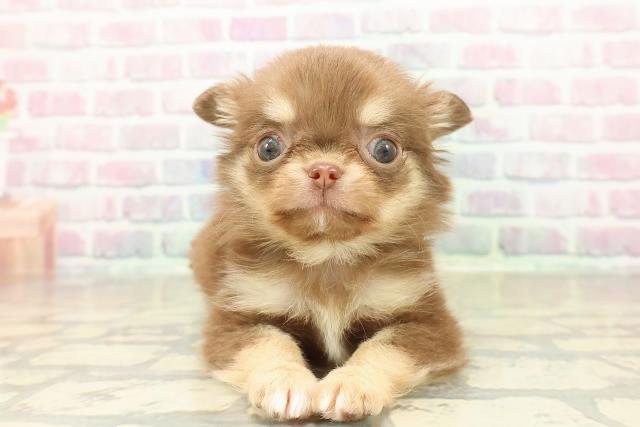 鳥取県のチワワ(ロング) (Coo&RIKUラ・ムー鳥取東店/2025年10月25日生まれ/男の子/チョコレートタン)の子犬の1枚目の画像