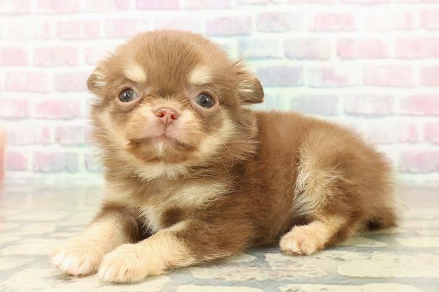 鳥取県のチワワ(ロング) (Coo&RIKUラ・ムー鳥取東店/2025年10月25日生まれ/男の子/チョコレートタン)の子犬の2枚目の画像