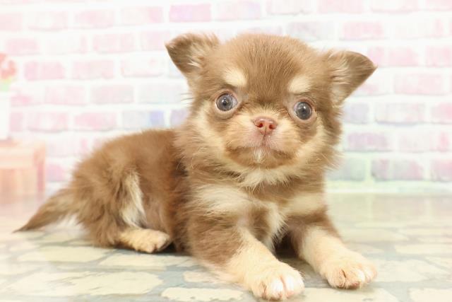 鳥取県のチワワ(ロング) (Coo&RIKUラ・ムー鳥取東店/2025年10月25日生まれ/男の子/チョコレートタン)の子犬の3枚目の画像