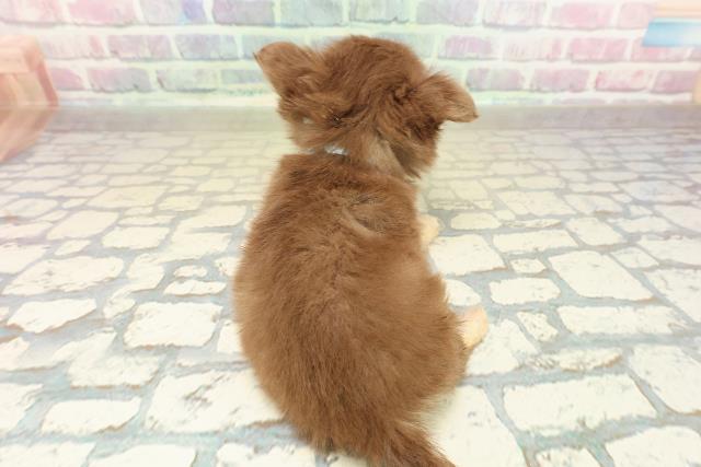 鳥取県のチワワ(ロング) (Coo&RIKUラ・ムー鳥取東店/2025年10月25日生まれ/男の子/チョコレートタン)の子犬の4枚目の画像