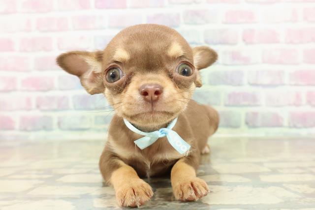 北海道のチワワ(スムース) (Coo&RIKU札幌西店/2025年10月25日生まれ/男の子/チョコレートタン)の子犬の1枚目の画像