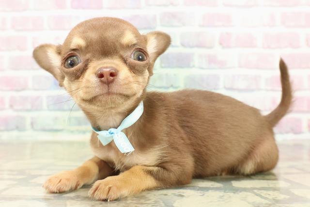 北海道のチワワ(スムース) (Coo&RIKU札幌西店/2025年10月25日生まれ/男の子/チョコレートタン)の子犬の2枚目の画像