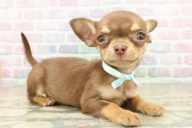 北海道のチワワ(スムース) (Coo&RIKU札幌西店/2025年10月25日生まれ/男の子/チョコレートタン)の子犬の3枚目の画像