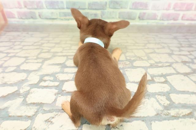 北海道のチワワ(スムース) (Coo&RIKU札幌西店/2025年10月25日生まれ/男の子/チョコレートタン)の子犬の4枚目の画像