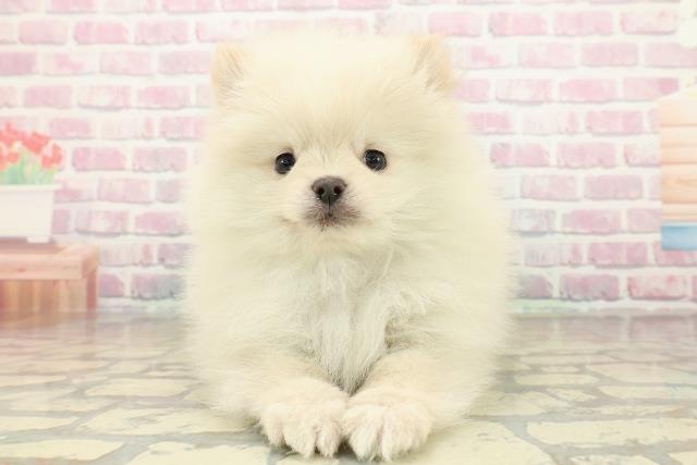 岩手県のポメラニアン (Coo&RIKU岩手盛岡店/2025年10月27日生まれ/男の子/クリーム)の子犬の1枚目の画像