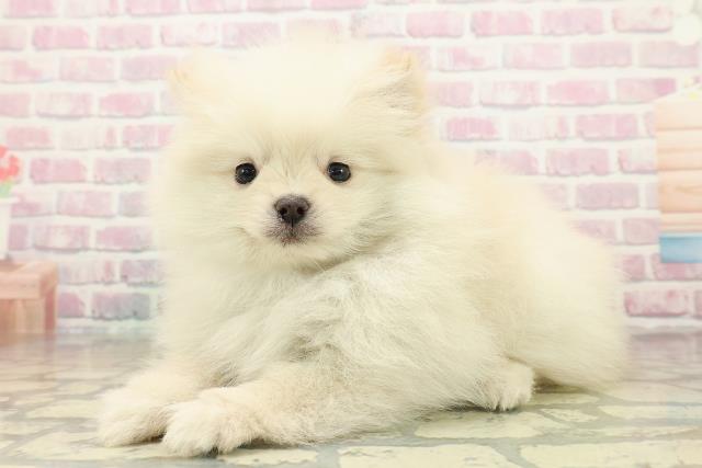 岩手県のポメラニアン (Coo&RIKU岩手盛岡店/2025年10月27日生まれ/男の子/クリーム)の子犬の2枚目の画像