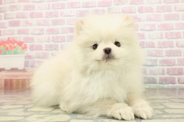 岩手県のポメラニアン (Coo&RIKU岩手盛岡店/2025年10月27日生まれ/男の子/クリーム)の子犬の3枚目の画像