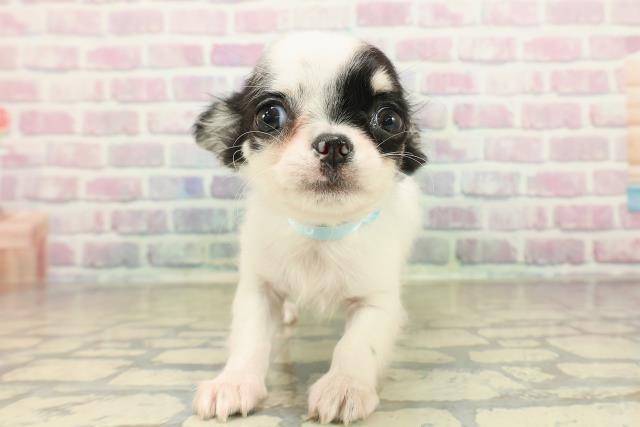 石川県のチワワ(ロング) (Coo&RIKUイオン野々市南店/2025年10月22日生まれ/男の子/ホワイトブラックタン)の子犬の1枚目の画像