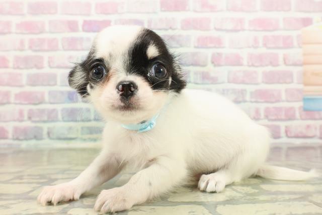 石川県のチワワ(ロング) (Coo&RIKUイオン野々市南店/2025年10月22日生まれ/男の子/ホワイトブラックタン)の子犬の2枚目の画像