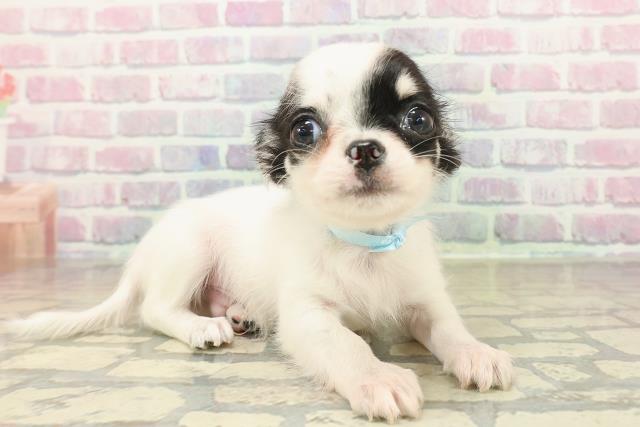 石川県のチワワ(ロング) (Coo&RIKUイオン野々市南店/2025年10月22日生まれ/男の子/ホワイトブラックタン)の子犬の3枚目の画像