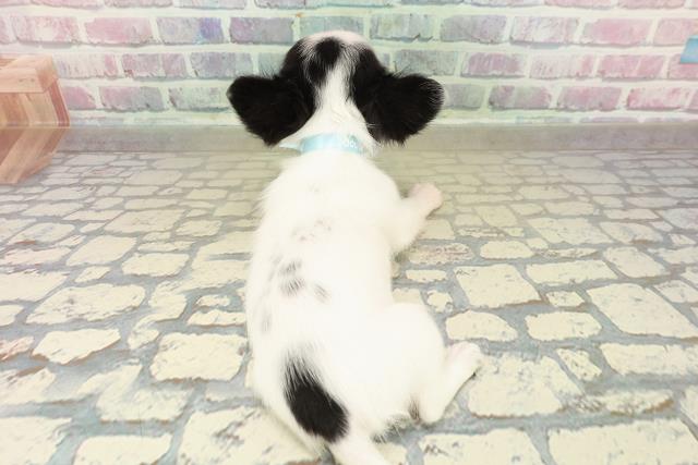 石川県のチワワ(ロング) (Coo&RIKUイオン野々市南店/2025年10月22日生まれ/男の子/ホワイトブラックタン)の子犬の4枚目の画像