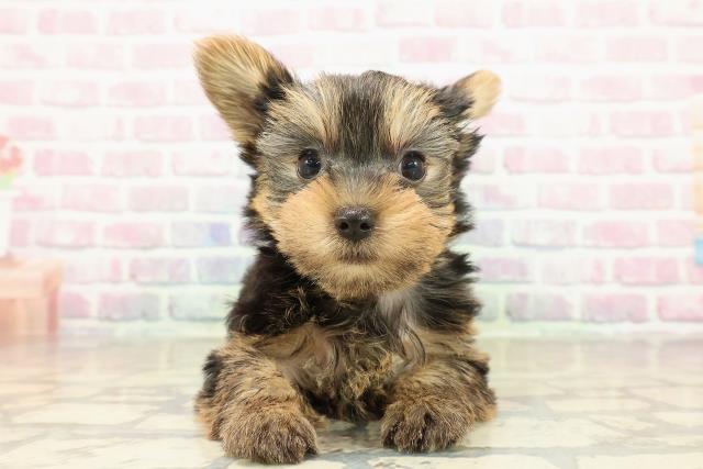 石川県のヨークシャーテリア (Coo&RIKU金沢店/2025年10月27日生まれ/男の子/スチールブルータン)の子犬の1枚目の画像