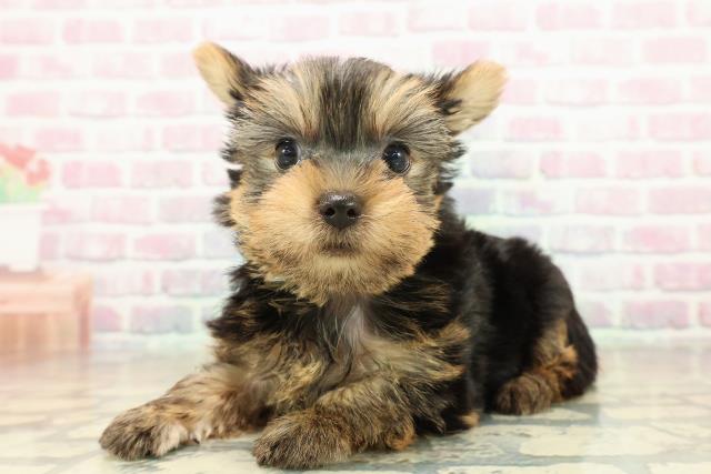 石川県のヨークシャーテリア (Coo&RIKU金沢店/2025年10月27日生まれ/男の子/スチールブルータン)の子犬の2枚目の画像