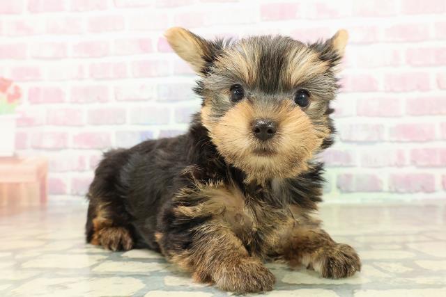 石川県のヨークシャーテリア (Coo&RIKU金沢店/2025年10月27日生まれ/男の子/スチールブルータン)の子犬の3枚目の画像