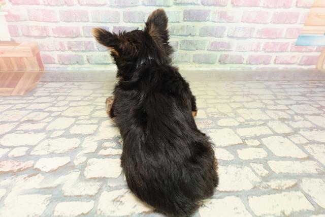 石川県のヨークシャーテリア (Coo&RIKU金沢店/2025年10月27日生まれ/男の子/スチールブルータン)の子犬の4枚目の画像