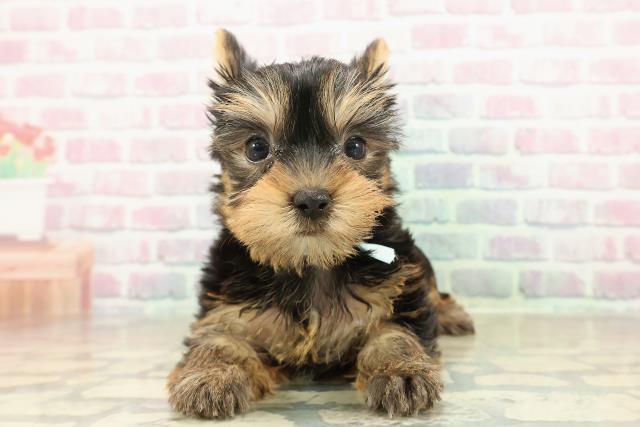 新潟県のヨークシャーテリア (Coo&RIKU長岡店/2025年10月27日生まれ/男の子/スチールブルータン)の子犬の1枚目の画像