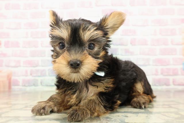 新潟県のヨークシャーテリア (Coo&RIKU長岡店/2025年10月27日生まれ/男の子/スチールブルータン)の子犬の2枚目の画像