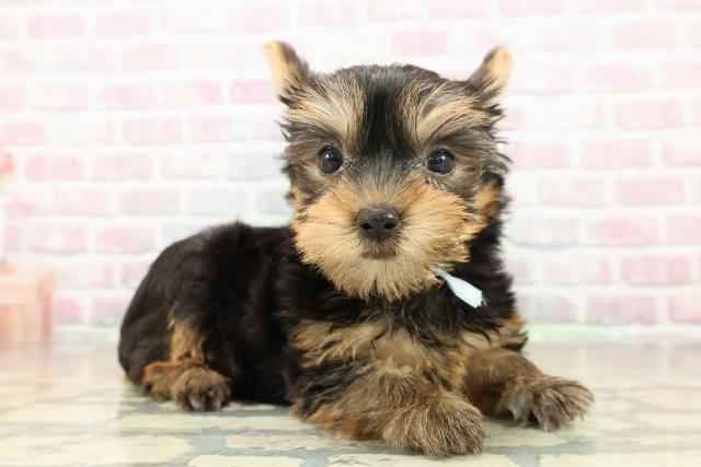 新潟県のヨークシャーテリア (Coo&RIKU長岡店/2025年10月27日生まれ/男の子/スチールブルータン)の子犬の3枚目の画像