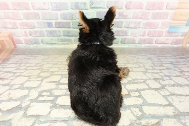 新潟県のヨークシャーテリア (Coo&RIKU長岡店/2025年10月27日生まれ/男の子/スチールブルータン)の子犬の4枚目の画像