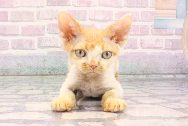 岡山県のデボンレックス (Coo&RIKU岡山店/2025年10月17日生まれ/女の子/レッドホワイト)の子猫の1枚目の画像