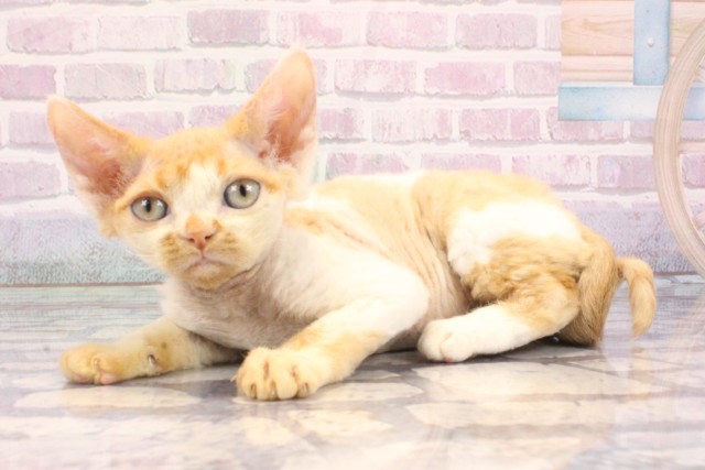 岡山県のデボンレックス (Coo&RIKU岡山店/2025年10月17日生まれ/女の子/レッドホワイト)の子猫の3枚目の画像