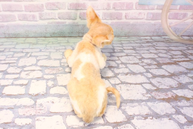 岡山県のデボンレックス (Coo&RIKU岡山店/2025年10月17日生まれ/女の子/レッドホワイト)の子猫の4枚目の画像