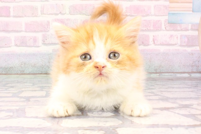 兵庫県のミヌエット (Coo&RIKU明石店/2025年10月22日生まれ/男の子/レッドホワイト)の子猫の1枚目の画像