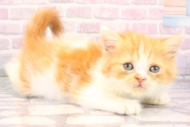 兵庫県のミヌエット (Coo&RIKU明石店/2025年10月22日生まれ/男の子/レッドホワイト)の子猫の2枚目の画像