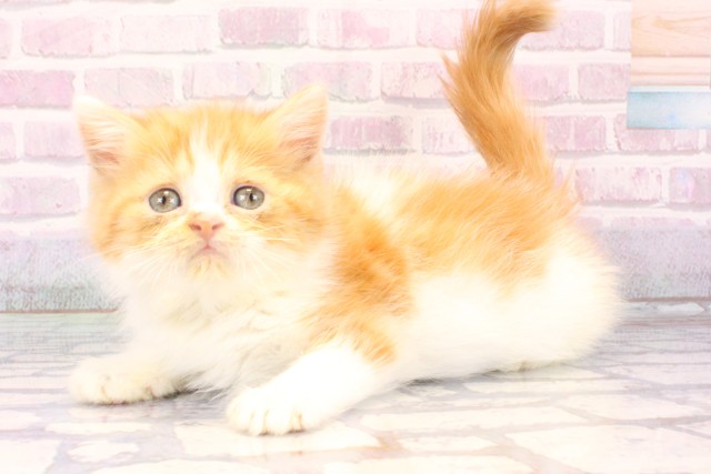 兵庫県のミヌエット (Coo&RIKU明石店/2025年10月22日生まれ/男の子/レッドホワイト)の子猫の3枚目の画像