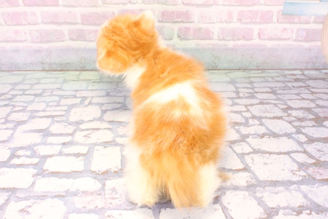 兵庫県のミヌエット (Coo&RIKU明石店/2025年10月22日生まれ/男の子/レッドホワイト)の子猫の4枚目の画像