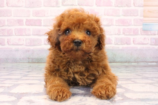 兵庫県のトイプードル(ティーカップ) (Coo&RIKU神戸三宮店/2025年10月21日生まれ/男の子/レッド)の子犬の1枚目の画像