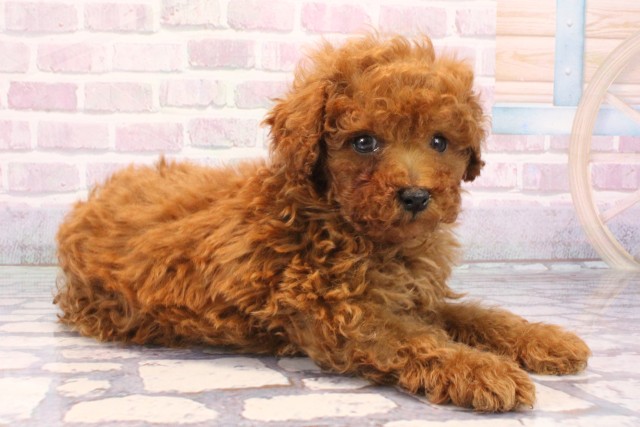 兵庫県のトイプードル(ティーカップ) (Coo&RIKU神戸三宮店/2025年10月21日生まれ/男の子/レッド)の子犬の2枚目の画像