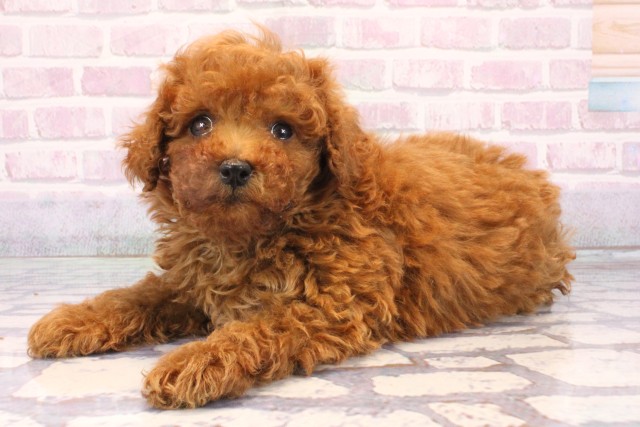 兵庫県のトイプードル(ティーカップ) (Coo&RIKU神戸三宮店/2025年10月21日生まれ/男の子/レッド)の子犬の3枚目の画像