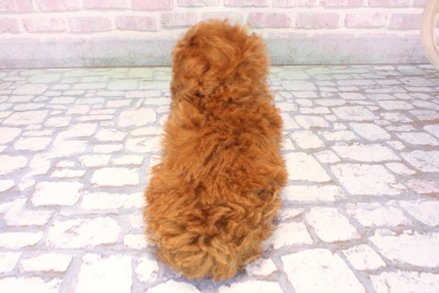 兵庫県のトイプードル(ティーカップ) (Coo&RIKU神戸三宮店/2025年10月21日生まれ/男の子/レッド)の子犬の4枚目の画像