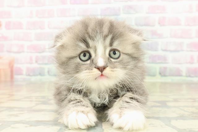 東京都のスコティッシュフォールド (Coo&RIKU自由が丘店/2025年10月28日生まれ/男の子/ブルータビーホワイト)の子猫の1枚目の画像