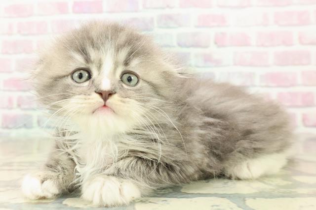 東京都のスコティッシュフォールド (Coo&RIKU自由が丘店/2025年10月28日生まれ/男の子/ブルータビーホワイト)の子猫の2枚目の画像