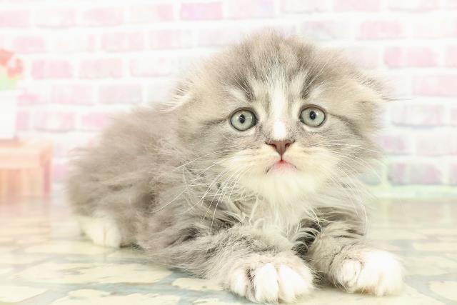 東京都のスコティッシュフォールド (Coo&RIKU自由が丘店/2025年10月28日生まれ/男の子/ブルータビーホワイト)の子猫の3枚目の画像