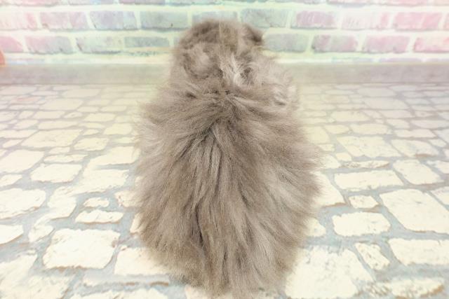 東京都のスコティッシュフォールド (Coo&RIKU自由が丘店/2025年10月28日生まれ/男の子/ブルータビーホワイト)の子猫の4枚目の画像