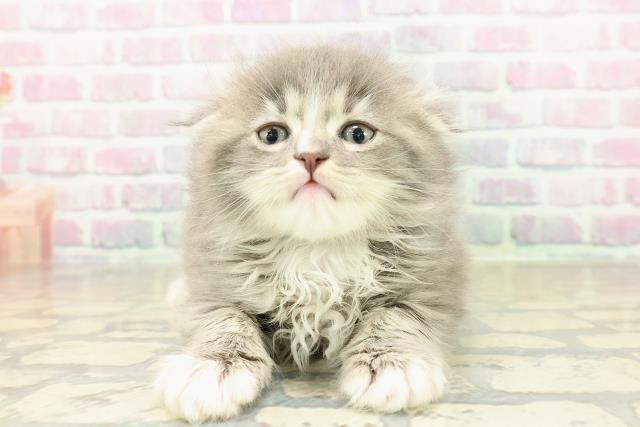 スコティッシュフォールド